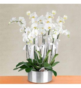 metal saksıda sekizli orkideler